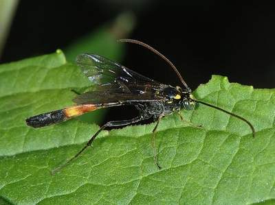 Dusona species [Famille : Ichneumonidae]