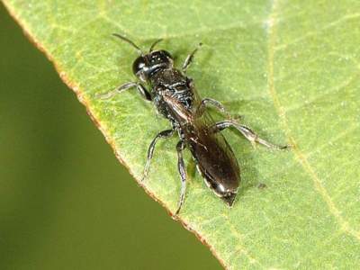 Crossocerus species [Famille : Crabronidae]