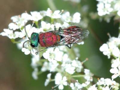 parasite : Chrysis viridula