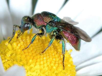 Hedychrum rutilans [Famille : Chrysididae]