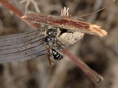 Osmia leucomelana [Famille : Apidae]