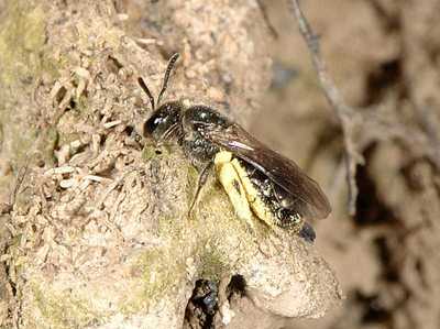 Lasioglossum species 02 [Famille : Apidae]