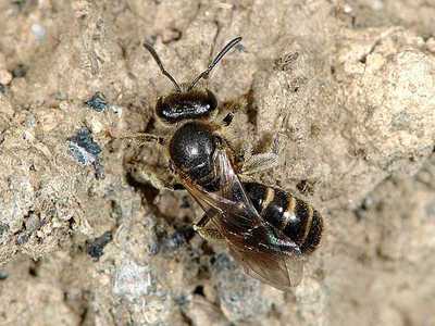 Lasioglossum species 03 [Famille : Apidae]