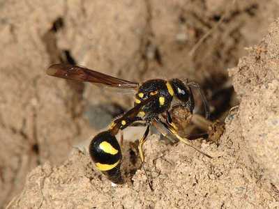 Eumenes coronatus [Famille : Vespidae]