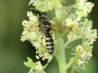 Cerceris quinquefasciata [Famille : Crabronidae]