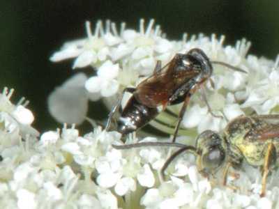 Harpactus species [Famille : Sphecidae]