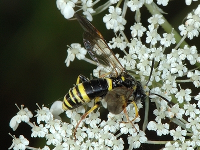 Tenthredo (Zonuledo) amoena [Famille : Tenthredinidae]