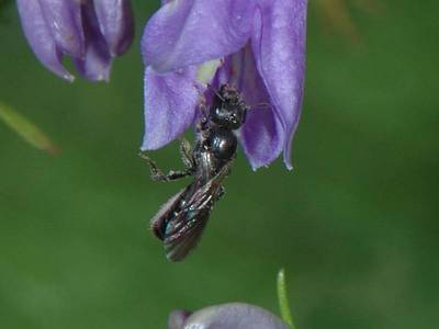 Chelostoma rapunculi [Famille : Apidae]