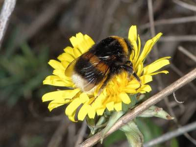 Bombus (groupe) terrestris [Famille : Apidae]