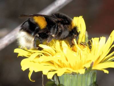 Bombus (groupe) terrestris [Famille : Apidae]