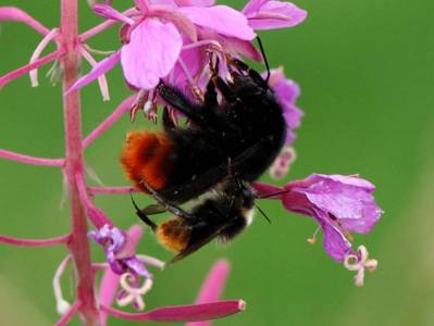 Bombus lapidarius [Famille : Apidae]