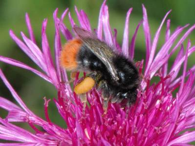 Bombus lapidarius [Famille : Apidae]