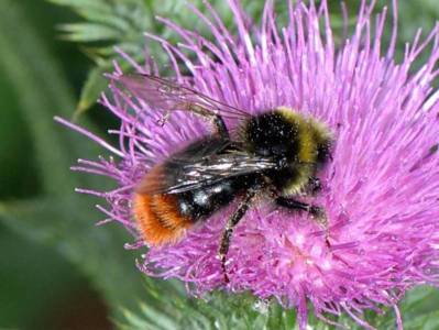 Bombus lapidarius [Famille : Apidae]