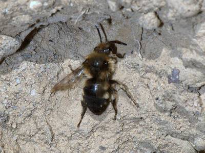 Melecta albifrons [Famille : Anthophoridae]