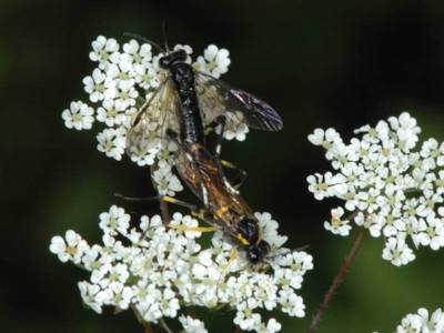 Macrophya montana [Famille : Tenthredinidae]