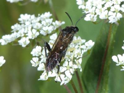 Macrophya montana [Famille : Tenthredinidae]