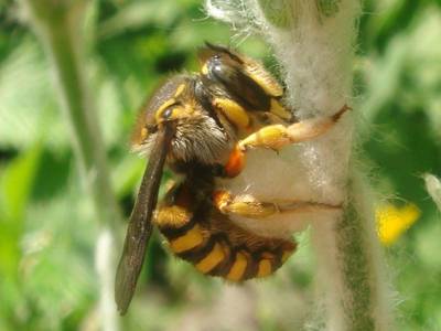 visiteur : Anthidium species