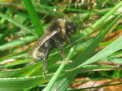 Bombus (Psithyrus) sylvestris [Famille : Apidae]