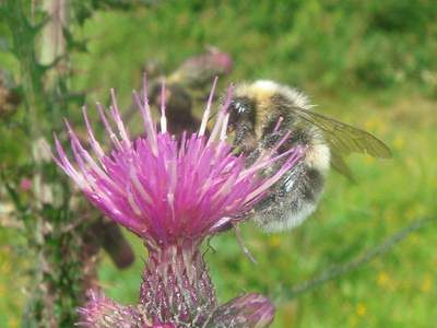 Bombus lucorum [Famille : Apidae]