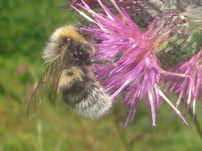 Bombus lucorum [Famille : Apidae]