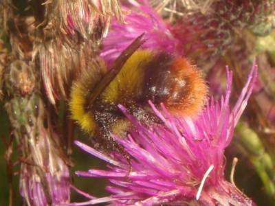 Bombus pratorum [Famille : Apidae]