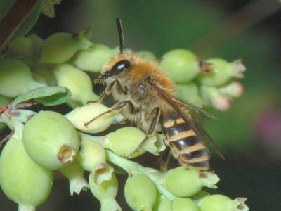 Colletes hederae [Famille : Apidae]