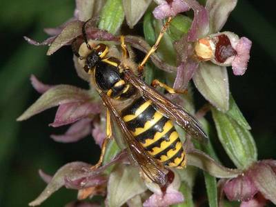 Dolichovespula media [Famille : Vespidae]