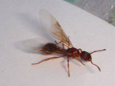 Myrmica sabuleti [Famille : Formicidae]