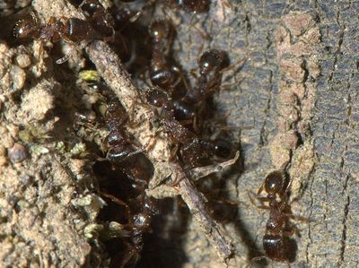 Tetramorium caespitum [Famille : Formicidae]