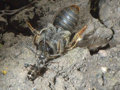 Formica (Serviformica) fusca [Famille : Formicidae]