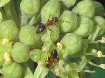 Lasius emarginatus [Famille : Formicidae]