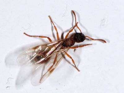 Myrmica species [Famille : Formicidae]