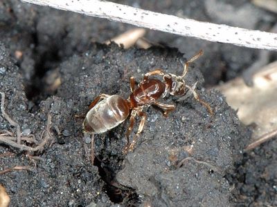 Lasius (Chthonolasius) mixtus [Famille : Formicidae]