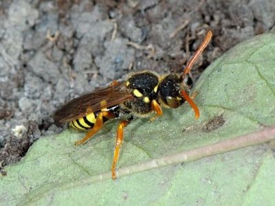 Nomada marshamella [Famille : Apidae]