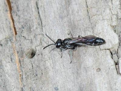 Trypoxylon species [Famille : Crabronidae]