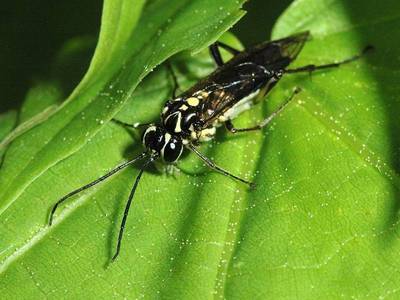 Pachyprotasis rapae [Famille : Tenthredinidae]