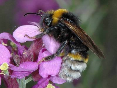 Bombus (Psithyrus) vestalis [Famille : Apidae]