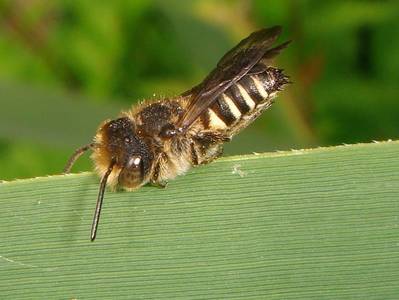 Coelioxys species [Famille : Apidae]