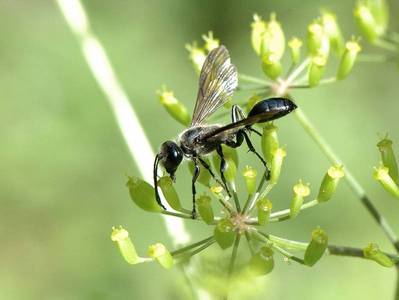 Isodontia mexicana [Famille : Sphecidae]