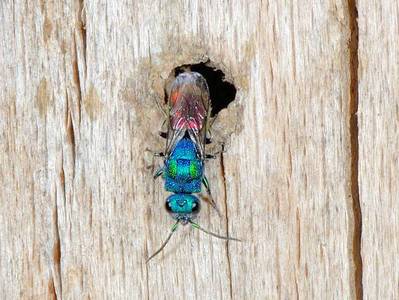 Chrysis (Chrysura) radians [Famille : Chrysididae]