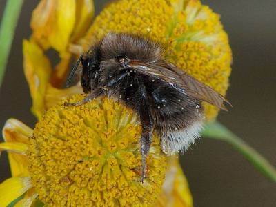 Bombus hypnorum ericetorum [Famille : Apidae]