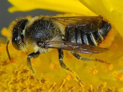 Megachile centuncularis [Famille : Apidae]