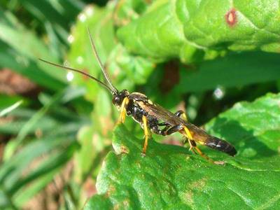 Ichneumon stramentor [Famille : Ichneumonidae]