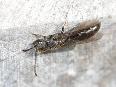 Sapygina decemguttata [Famille : Sapygidae]