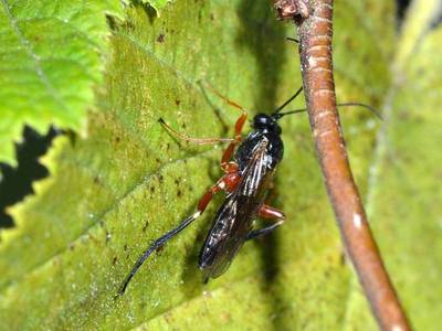 Enizemun ornatum [Famille : Ichneumonidae]