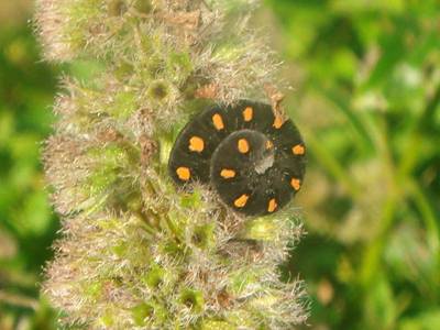 Tenthredo (Tenthredo) marginella [Famille : Tenthredinidae]