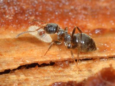 Lasius (Lasius) platythorax [Famille : Formicidae]