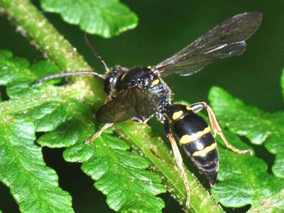 Argogorytes mystaceus [Famille : Crabronidae]