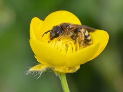 Halictus scabiosae [Famille : Halictidae]