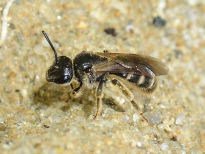 Lasioglossum (Evylaeus) marginatum [Famille : Halictidae]